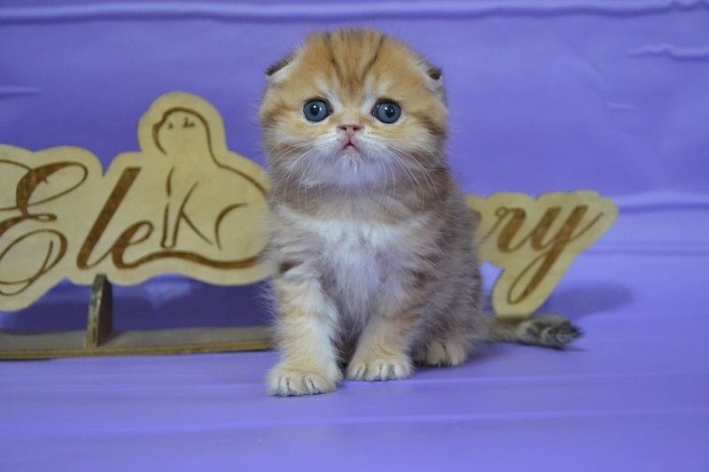 �������  ���� ������� ������� ���������