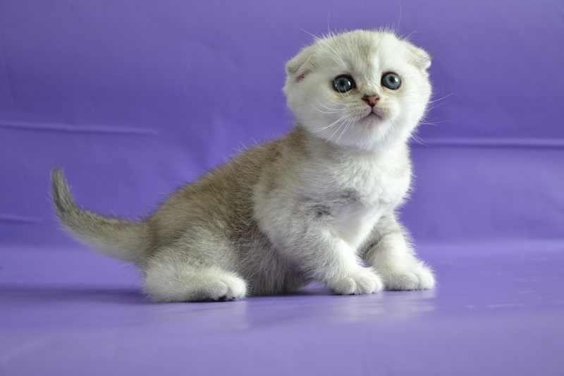 Скоттиш фолд котик серебристый